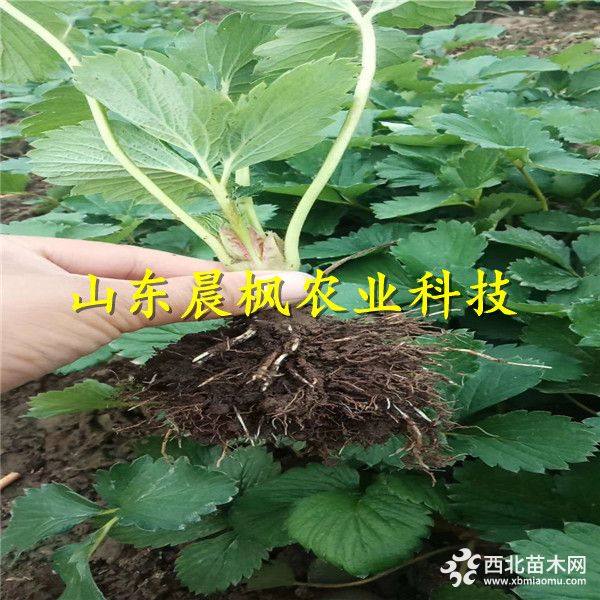 妙香草莓苗 妙香草莓苗价格 妙香草莓苗基地