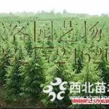 籽播雪松，雪松樹苗價格，雪松小苗價格