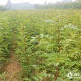 2年花樹苗價格多少錢3毛一棵