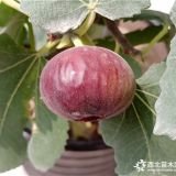 无花果苗哪里有，无花果苗哪家好，万恒丰无花果苗批发基地