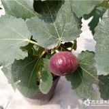 哪里有无花果苗，无花果苗木价格，万恒丰无花果苗批发基地