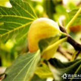 无花果苗价格，无花果苗几年结果，万恒丰无花果苗批发基地