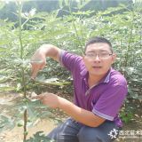 无花果苗哪里有，无花果苗几年结果，万恒丰无花果苗木基地