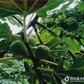 无花果苗出售，无花果苗多少钱一株，万恒丰无花果苗基地批发