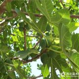 无花果苗价格，优质无花果苗批发，万恒丰无花果苗种植基地