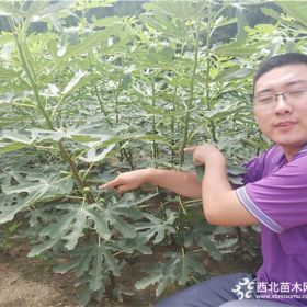 出售无花果苗，优质无花果苗批发，万恒丰无花果苗木基地