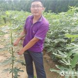 无花果苗品种，优良无花果苗价格，万恒丰无花果苗木基地