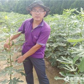 无花果苗基地，无花果苗多少钱一株，万恒丰无花果苗种植基地