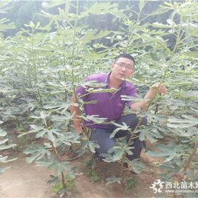 无花果苗批发，优质无花果苗批发，万恒丰无花果苗批发基地