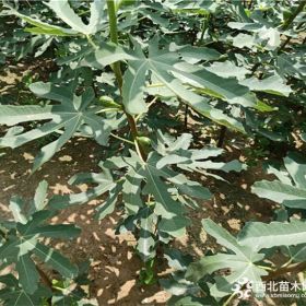 无花果苗出售，优良无花果苗价格，万恒丰无花果苗批发基地