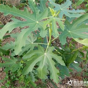 无花果苗出售，无花果苗木价格，万恒丰无花果苗种植基地