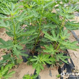 无花果苗品种，优良无花果苗价格，万恒丰无花果苗种植基地