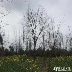 四川5-28cm朴树价格    四川大量朴树  朴树苗圃基地