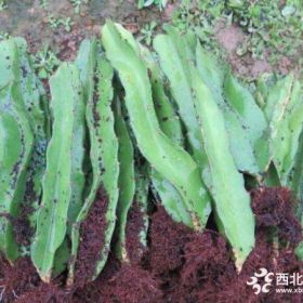 基地批发火龙果树苗 红心火龙果红肉火龙果南北方种植火龙果出售