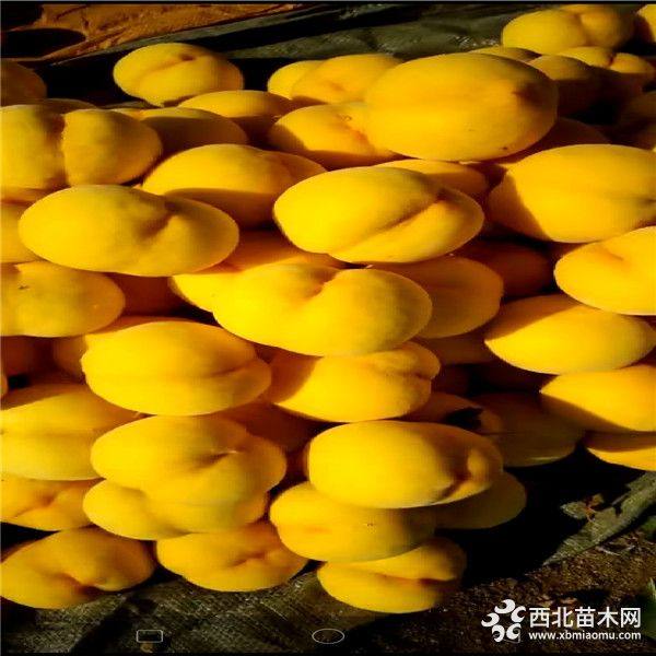 桃樹(shù)苗