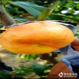 中油13號桃樹苗