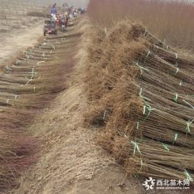 湖南种植什么品种桃树苗好？黄桃树苗怎样价格多少钱