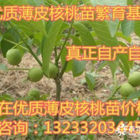 今年2公分核桃树价格=山西核桃树价格=薄皮核桃树价格