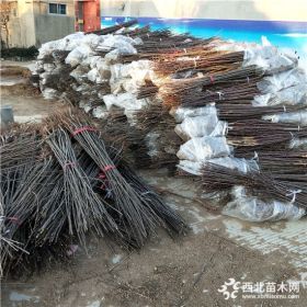 富士新品种烟富8号苹果苗哪里有 3公分烟富8苹果树什么时候栽