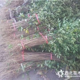 花椒树苗出售价格、狮子头花椒树苗批发