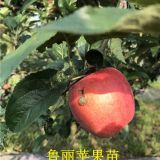 山东鲁丽苹果苗基地 苹果苗新品种哪里有