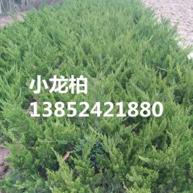 江苏小龙柏成活率高-40公分小龙柏2.5元-规格齐全-价格批发