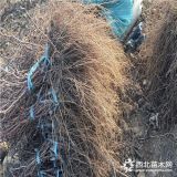 蓝宝石葡萄苗种植效益好