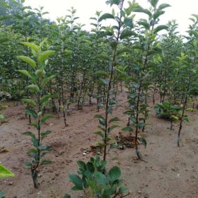 2年花牛苹果苗种植育苗基地明顺苗木