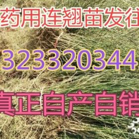 出售连翘小苗价格=山西连翘苗-0.5公分连翘苗多少钱一株