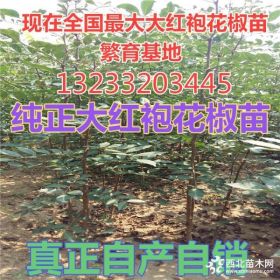 今年大红袍花椒苗价格=山西大红袍花椒苗价格=花椒苗多少钱一株