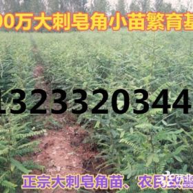 供应大刺皂角苗=1年生大刺皂角小苗价格=山西皂角苗基地