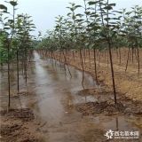 早熟苹果树苗哪里有卖的、鲁丽苹果树苗批发价格、2公分苹果树苗