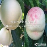 中油蟠5號桃樹苗、中油蟠5號桃樹苗價(jià)格及報(bào)價(jià)