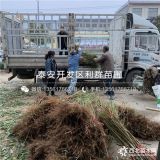 中国沙红桃树苗、中国沙红桃树苗价格多少