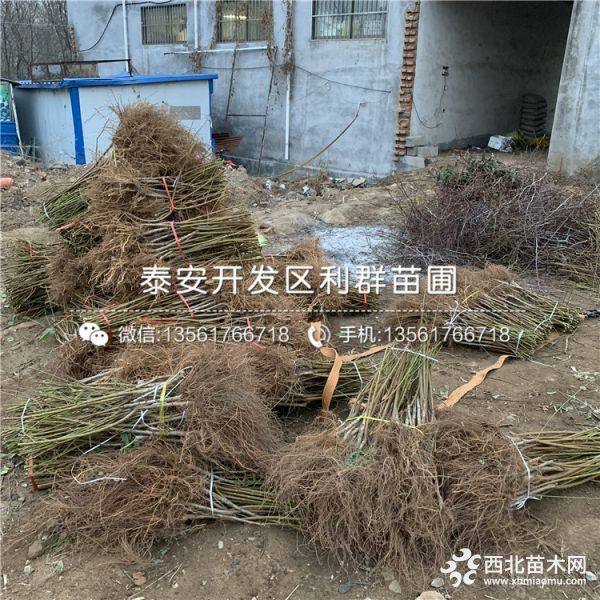 血桃树苗、血桃树苗价格、山东血桃树苗基地