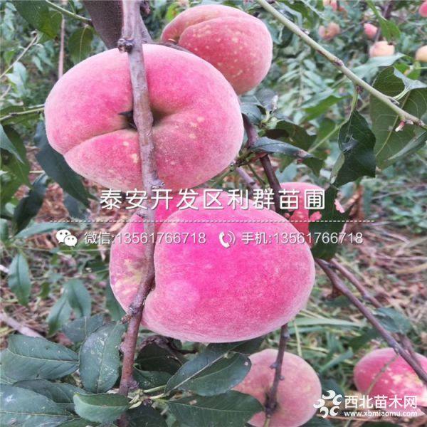 血桃树苗、血桃树苗价格、山东血桃树苗基地