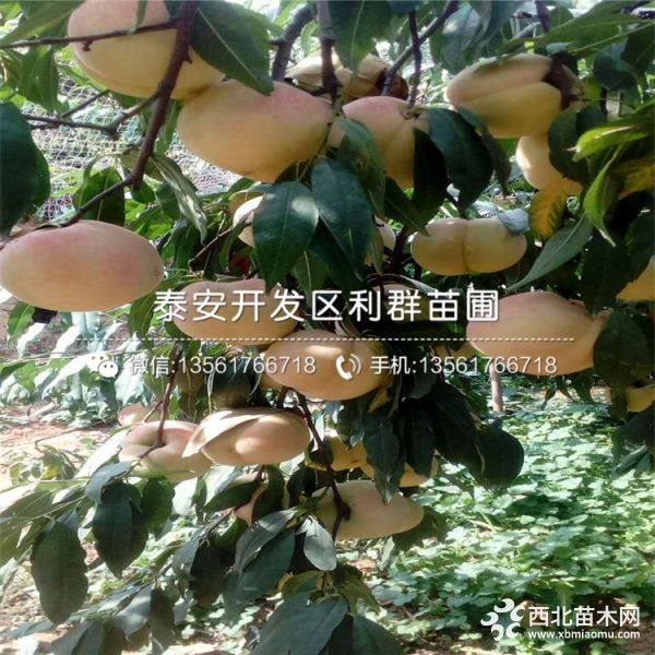 出售黄桃树苗、黄桃树苗价格、黄桃树苗基地