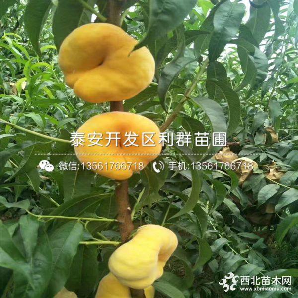 瑞蟠19号桃树苗