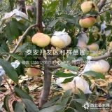 中油21號(hào)油桃苗、中油21號(hào)油桃樹苗多少錢一棵