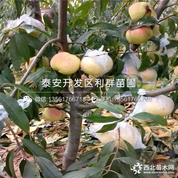 出售黄桃苗、黄桃苗价格、黄桃苗基地