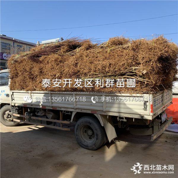 中油19号油桃苗品种介绍、中油19号油桃苗多少钱一棵