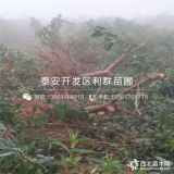 出售蟠桃树苗、蟠桃树苗价格、蟠桃树苗基地