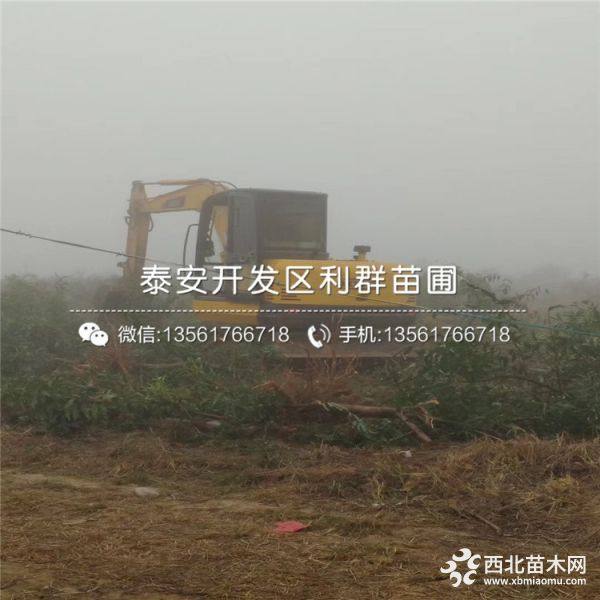 出售蟠桃树苗、蟠桃树苗价格、蟠桃树苗基地