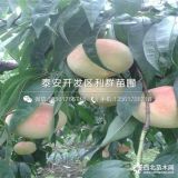 沂蒙霜红桃树苗、沂蒙霜红桃树苗品种、沂蒙霜红桃树苗价格多少