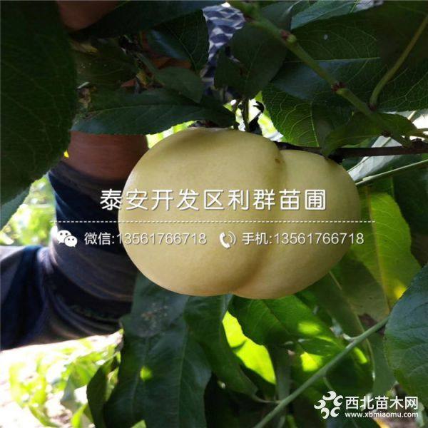 我想买水蜜桃苗、水蜜桃苗哪里有卖、水蜜桃苗价格多少