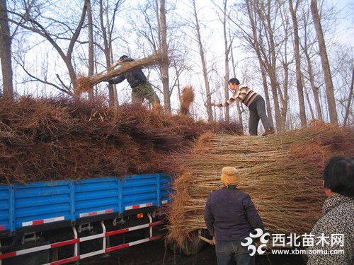 哪有桃樹(shù)種苗賣(mài)