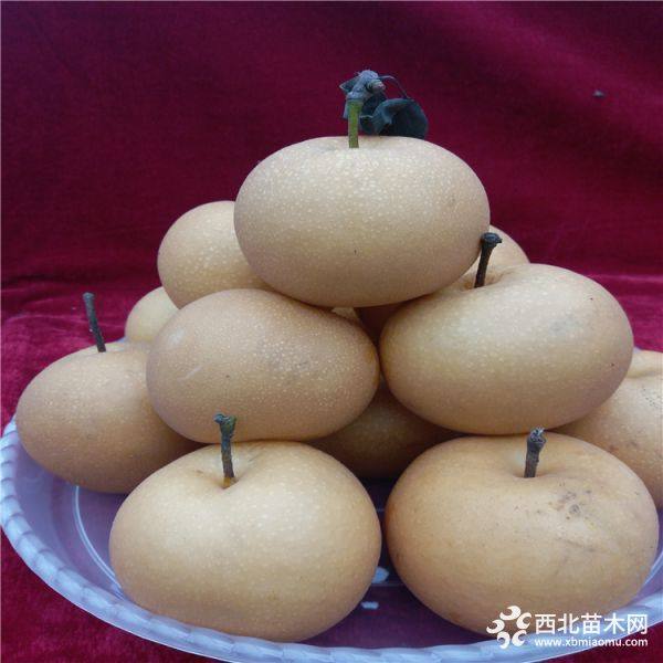 玉露香梨樹(shù)苗