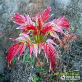 哪里有紅油香椿樹苗 紅油香椿樹苗什么價(jià)格