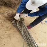 哪里出售嫁接梨樹苗`全紅梨樹苗哪里有`早熟梨樹苗多少錢一棵