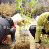 供應藍莓苗出售價格、藍莓苗基地銷售價格、藍莓苗價格